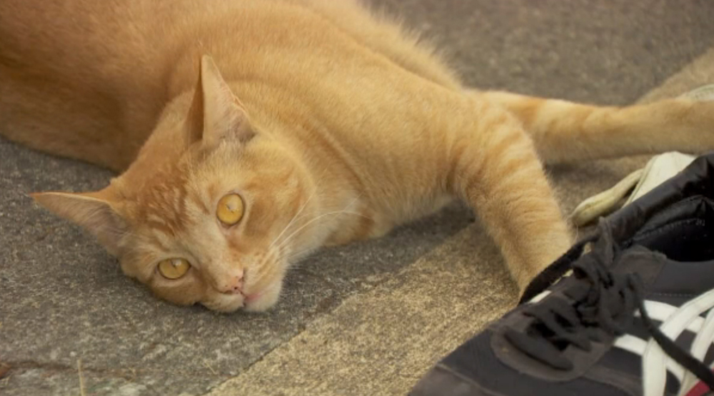 cat in sneakers